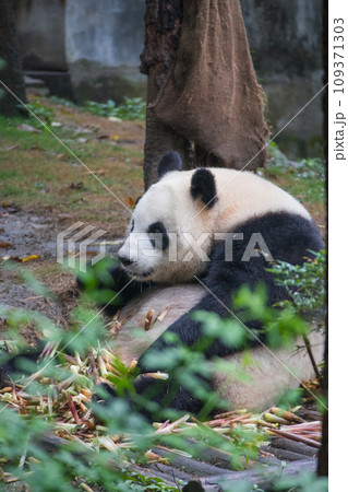 ジャイアントパンダ(中国-成都大熊猫繁育研究基地) 109371303