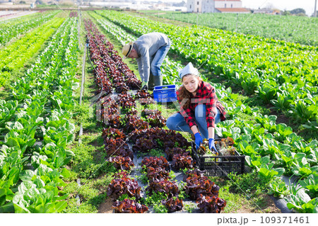 Gardeners husband and wife during harvesting of red lettuce oak 109371461