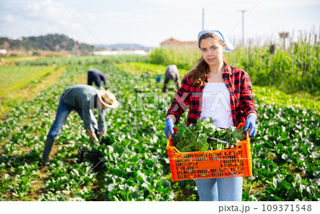 Female gardener with box of freshly harvested spinach on field Female gardener with box of freshly harvested spinach on field 109371548