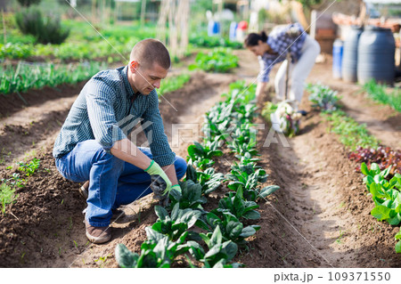Focused man harvesting spinach grown on vegetable garden Focused man harvesting spinach grown on vegetable garden 109371550