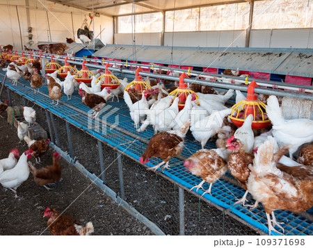 Chicken coop farm. Indoors chicken farm, chicken feeding 109371698