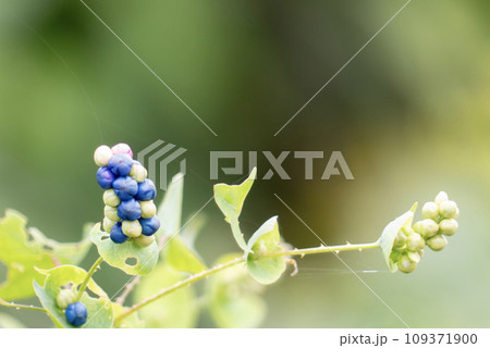 公園で見つけたカラフルなイシミカワ 109371900