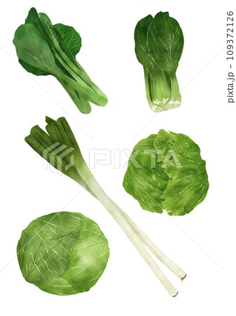 葉物野菜 葉物野菜 109372126