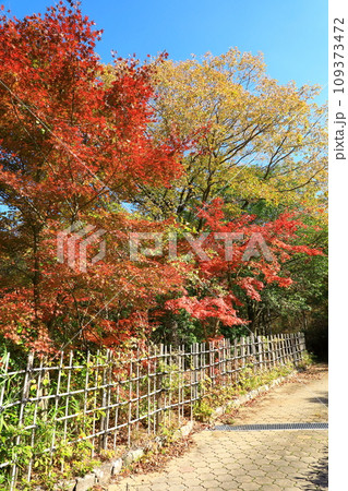 丹波伝統工芸公園「陶の郷（すえのさと）」紅葉風景 109373472