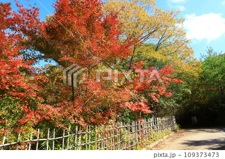丹波伝統工芸公園「陶の郷(すえのさと)」紅葉風景 丹波伝統工芸公園「陶の郷(すえのさと)」紅葉風景 109373473