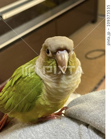 ウロコインコのよもぎちゃん 109373535