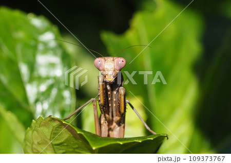 ハラビロカマキリ(褐色型) ハラビロカマキリ(褐色型) 109373767