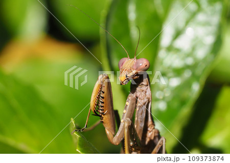 ハラビロカマキリ(褐色型) ハラビロカマキリ(褐色型) 109373874