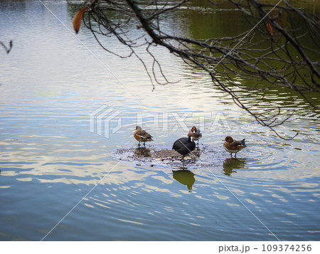 水辺でくつろぐカモとオオバン 109374256