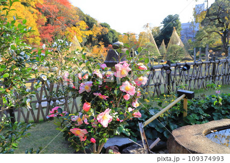 秋の肥後細川庭園(ひごほそかわていえん) 満開の山茶花 秋の肥後細川庭園(ひごほそかわていえん) 満開の山茶花 109374993