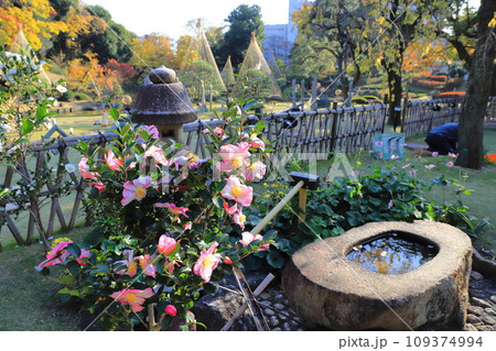 秋の肥後細川庭園（ひごほそかわていえん）　満開の山茶花 109374994