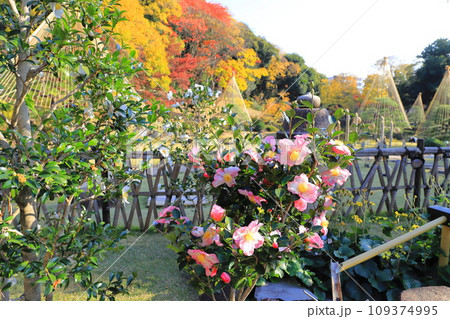 秋の肥後細川庭園（ひごほそかわていえん）　満開の山茶花 109374995