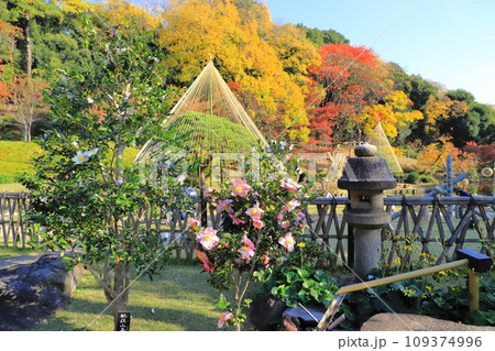 秋の肥後細川庭園（ひごほそかわていえん）　満開の山茶花 109374996