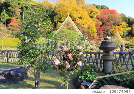 秋の肥後細川庭園（ひごほそかわていえん）　満開の山茶花 109374997