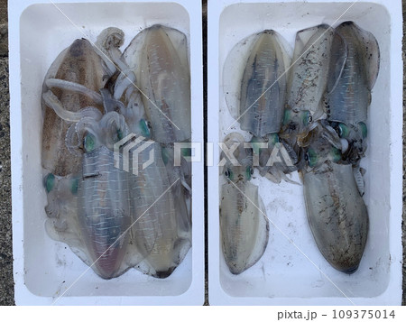 釣りの聖地、五島で釣るアオリイカ 109375014