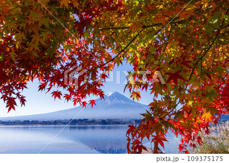 富士山と紅葉 109375175