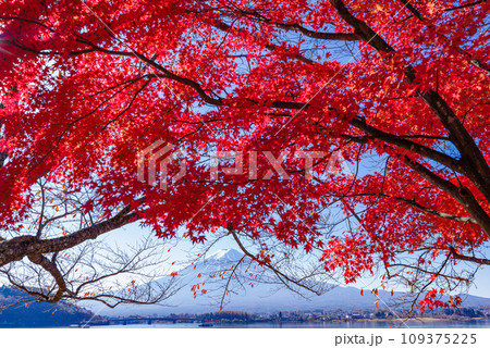 富士山と紅葉 109375225