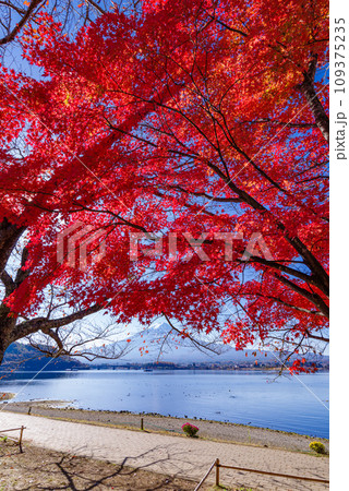 富士山と紅葉 富士山と紅葉 109375235