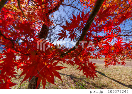 富士山と紅葉 109375243