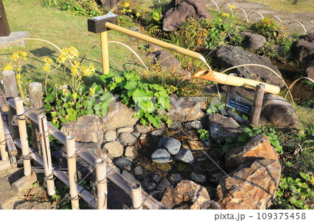 肥後細川庭園(ひごほそかわていえん) ツワブキと鹿威し 肥後細川庭園(ひごほそかわていえん) ツワブキと鹿威し 109375458