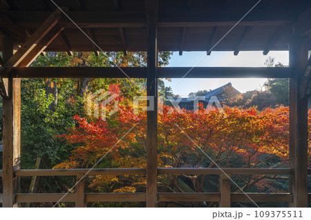 秋の京都東山　東福寺　臥雲橋から見た紅葉 109375511