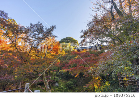 秋の京都東山　東福寺　洗玉澗の紅葉 109375516