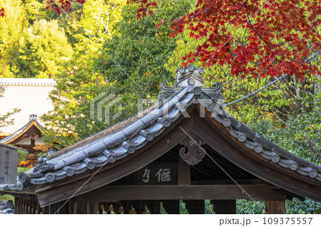 秋の京都東山 東福寺 紅葉と偃月橋 秋の京都東山 東福寺 紅葉と偃月橋 109375557