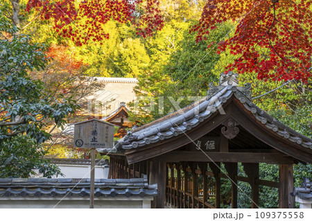 秋の京都東山 東福寺 紅葉と偃月橋 秋の京都東山 東福寺 紅葉と偃月橋 109375558