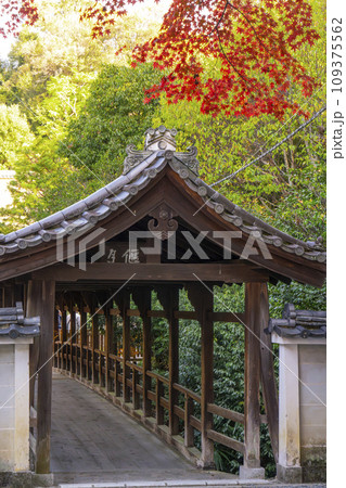 秋の京都東山 東福寺 紅葉と偃月橋 秋の京都東山 東福寺 紅葉と偃月橋 109375562