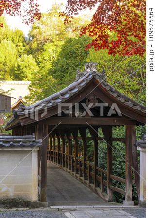 秋の京都東山　東福寺　紅葉と偃月橋 109375564