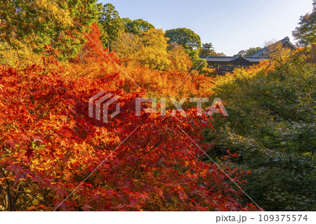 秋の京都東山　東福寺　臥雲橋から見た紅葉 109375574