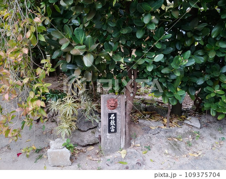 備瀬のフクギ並木12　沖縄 109375704