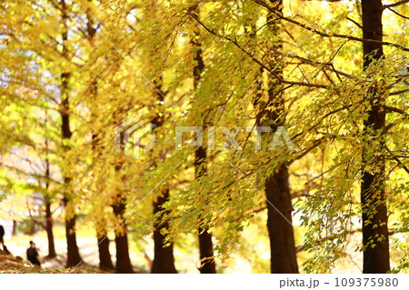 針木浄水場の紅葉 109375980