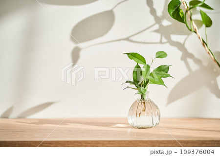 Glass vase in the sun with a ficus shoot that takes root in the water. 109376004