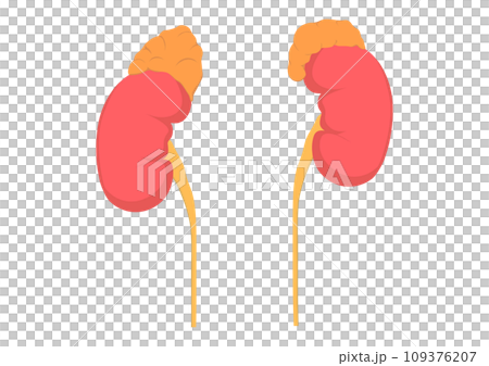 Kidney and adrenal glands Kidney and adrenal glands 109376207