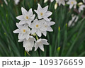白い水仙ペーパーホワイト 109376659