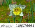美しい水仙の花 109376661