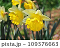黄色い水仙 109376663
