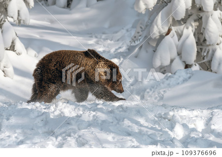 Adult Brown bear in cold time. Animal in wild winter nature 109376696