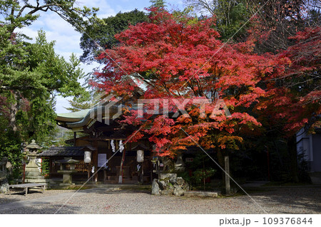 粟田神社　本殿　紅葉 109376844