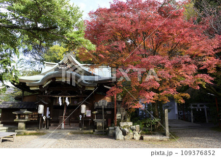 粟田神社　本殿　紅葉 109376852