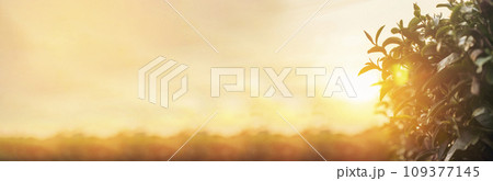 Banner Green tea tree leaves camellia sinensis organic farm sunlight. Panorama Fresh young tender bud herbal farm in morning. Banner Sunlight Green tea tree plant. Wide Green Tea Tree with copy space Banner Green tea tree leaves camellia sinensis organic farm sunlight. Panorama Fresh young tender bud herbal farm in morning. Banner Sunlight Green tea tree plant. Wide Green Tea Tree with copy space 109377145