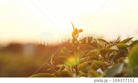 Green tea tree leaves field Fresh young tender bud herbal in farm on summer morning. Sunlight Green tea tree plant camellia sinensis in organic farm. Close up Tree tea plant green nature in morning Green tea tree leaves field Fresh young tender bud herbal in farm on summer morning. Sunlight Green tea tree plant camellia sinensis in organic farm. Close up Tree tea plant green nature in morning 109377151