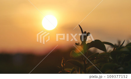 Green tea tree leaves field Fresh young tender bud herbal in farm on summer morning. Sunlight Green tea tree plant camellia sinensis in organic farm. Close up Tree tea plant green nature in morning Green tea tree leaves field Fresh young tender bud herbal in farm on summer morning. Sunlight Green tea tree plant camellia sinensis in organic farm. Close up Tree tea plant green nature in morning 109377152