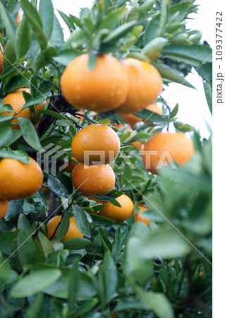 雨の日の伊予柑畑 109377422