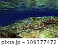 珊瑚礁 109377472