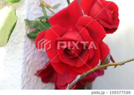 秋の庭に咲く赤いバラの花 109377586