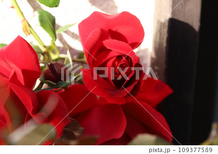 秋の庭に咲く赤いバラの花 秋の庭に咲く赤いバラの花 109377589