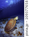 アオウミガメ 109377658