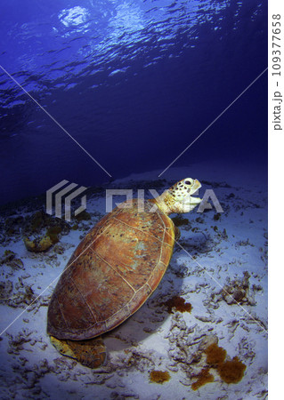 アオウミガメ 109377658
